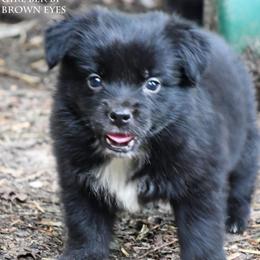 Ava - Black & white female Miniature Australian Shepherd puppy in Patterson, North Carolina from DreamLine Aussies