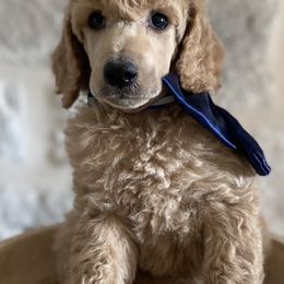 Bernedoodle, Goldendoodle, and Poodle Puppies from Central Valley Canine Companions
