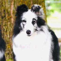 Ceili (Kay-Lee) - Shetland Sheepdog