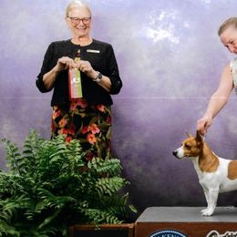 Rat Terriers and Teddy Roosevelt Terriers from Golden Hills Rat Terriers