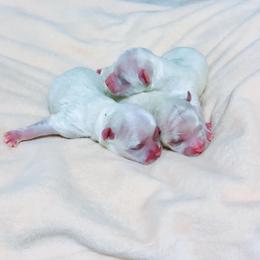 Maltese, Maltipoo, Poodle, and Yorkshire Terrier Puppies from Paw Perfect Pets