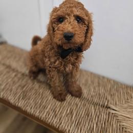 Green Boy - Red male Labradoodle puppy in Payson, Utah from Utah County Labradoodles