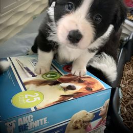 Border Collie Puppies from Beloved Border Collies