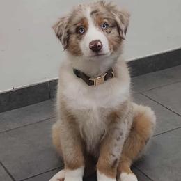 Australian Shepherd All Grown Up from Flowertown Aussies