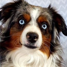 Cavalier King Charles Spaniels, Cavatzus, Shih Tzus, and Toy Australian Shepherds from Kelly Hendrix's Cavalier King Charles Spaniels & Toy Australian Shepherds