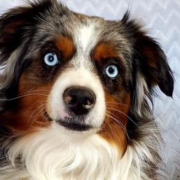 Cavalier King Charles Spaniels, Cavatzus, Shih Tzus, and Toy Australian Shepherds from Kelly Hendrix's Cavalier King Charles Spaniels & Toy Australian Shepherds