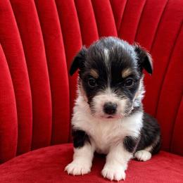 Toby - Black and tan male Pembroke Welsh Corgi puppy in Ramona, Oklahoma from Eden Farms Corgis