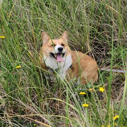 Penny - Pembroke Welsh Corgi