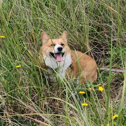 Penny - Pembroke Welsh Corgi