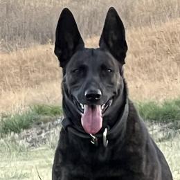 Esy - Dutch Shepherd