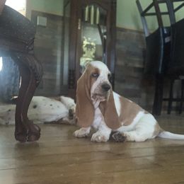 Basset Hound All Grown Up from Hoosier Hounds