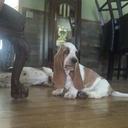 Basset Hound All Grown Up from Hoosier Hounds