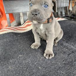 Drogon - Gray brindle male Cane Corso puppy in Altoona, Alabama from Snead’s Cane Corso Kennel