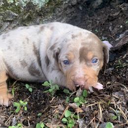 Girl 3 - Red merle female Catahoula Leopard Dog puppy in Gadsden, Alabama from Rich Cat’s