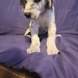 Great Dane Puppies from Miner's Dynamic Danes