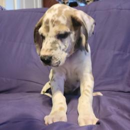 Great Dane Puppies from Miner's Dynamic Danes