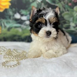 Biewer Terrier and Yorkshire Terrier Puppies from South Georgia Yorkies and Biewers