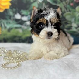 Biewer Terrier and Yorkshire Terrier Puppies from South Georgia Yorkies and Biewers