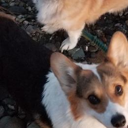 Pembroke Welsh Corgis from East Coast Corgis