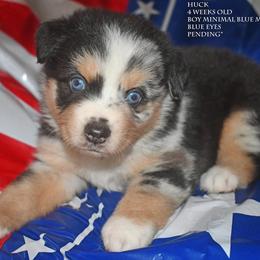 Huck - Blue merle male Miniature Australian Shepherd puppy in Patterson, North Carolina from DreamLine Aussies