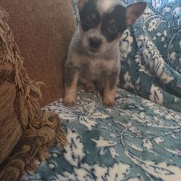 Dragonfly - Blue speckled female Australian Cattle Dog puppy in Mena, Arkansas from Red Desert Australian Cattle Dogs