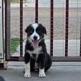 Nyx - Black tri female Miniature Australian Shepherd puppy in Dalhart, Texas from RNL Family Raised Pups