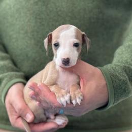 Boy 1 - Fawn male Italian Greyhound puppy in Sugar Valley, Georgia from Pinnacle Farm and Kennel