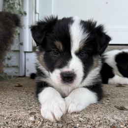 Marshall - Tri-color male Border Collie puppy in Dorr, Michigan from Pineview Farm