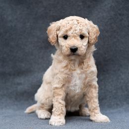 Goldendoodle puppies from OikiaDoodle
