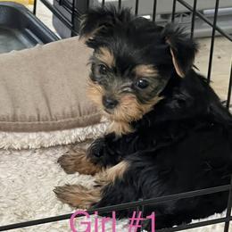 Yorkshire Terriers from Teddys Yorkies