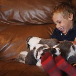 Goldendoodle and Aussiedoodle Puppies from Sister Doodles