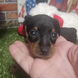 Shadow - Black and rust male Miniature Pinscher puppy in Baton Rouge, Louisiana from Pike's Pups