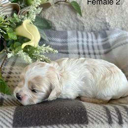 Girl 2 - Blenheim female Cavalier King Charles Spaniel puppy in Greensburg, Kentucky from Kentucky Cavalier King Charles Spaniels