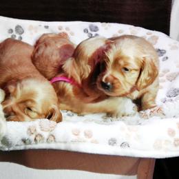 Dachshund Puppies from Barksalot Dachshunds