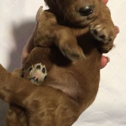 Poodle Puppies from Prissy Pants Poodles LLC