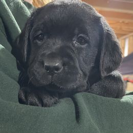 Labrador Retriever Puppies from Tag Hollow