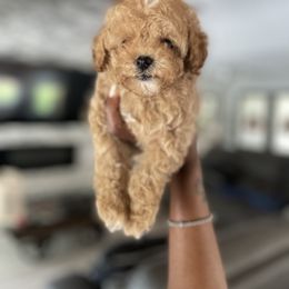 Cockapoo Puppies from Doodle Corner