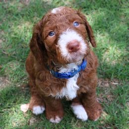 Goldendoodles from Simply Doodling Goldendoodle