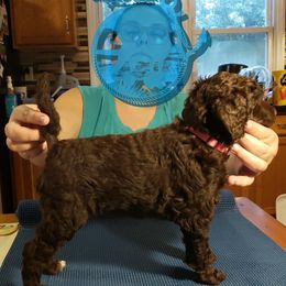 Poodle Puppies from Shallow Bay Standard Poodles