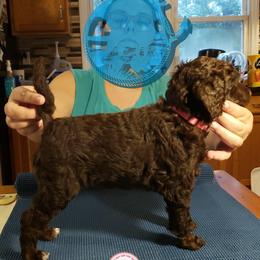 Poodle Puppies from Shallow Bay Standard Poodles