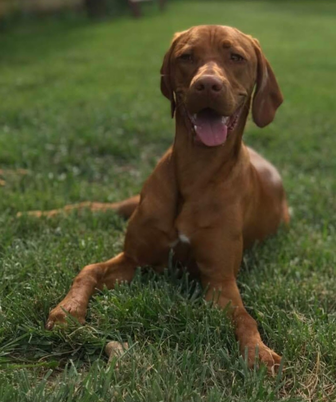Rebel - Vizsla