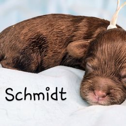 Schmidt - Brown and tan male Cockapoo puppy in Perry, Arkansas from Parker's Cockapoos