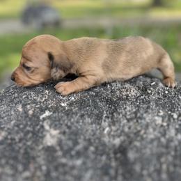 Daphne - Dapple female Dachshund puppy in Ridgeville, Indiana from Rafter D4 Ranch - Mini Dachshunds