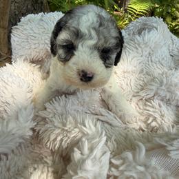 Queen - Parti female Goldendoodle puppy in Cherry Tree, Pennsylvania from Plum Creek Acres Next Generation
