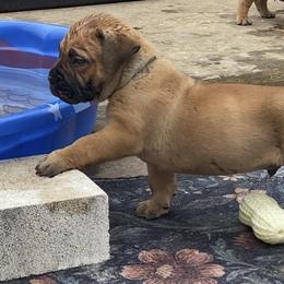 Boerboel Puppies from Silverthorne Boerboels