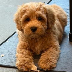 Indie - Gold male Australian Labradoodle puppy in Denton, Texas from Liberty Hill Labradoodles