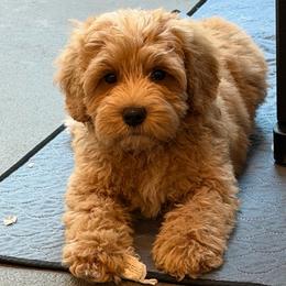 Indie - Gold male Australian Labradoodle puppy in Denton, Texas from Liberty Hill Labradoodles