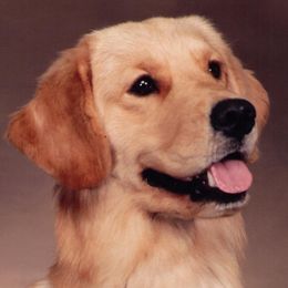 Golden Retrievers from Casadeloro Retrievers