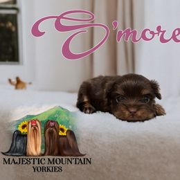 Yorkshire Terrier Puppies from Majestic Mountain Yorkies