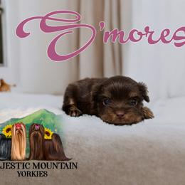 Yorkshire Terrier Puppies from Majestic Mountain Yorkies